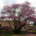 Foro Romano – Istituto Visconti