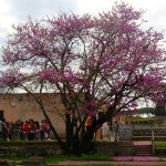 Foro Romano e Palatino Istituto G.Visconti